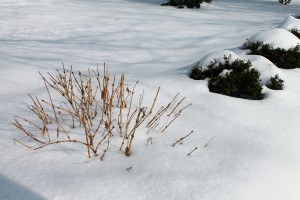 Snow is one of the best winter-damage preventers for plants... once it's safely on the ground.