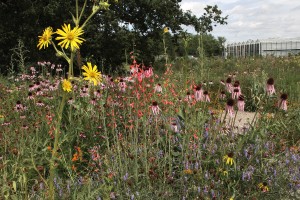 We're looking at low-care gardens that "evoke" nature. Credit: Susan Skender