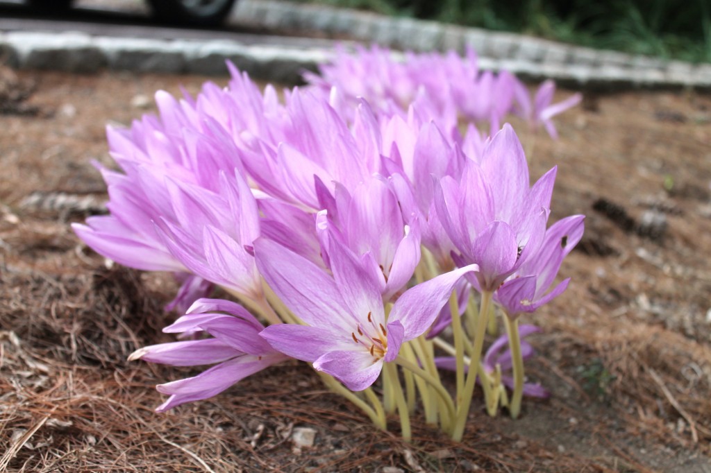 Autumn Crocus Garden Housecalls