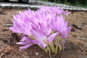 Notice the lack of leaves on the blooming stems of these autumn crocus.