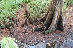 "Knees" of a bald cypress tree in damp soil.