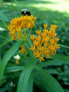 Bees like butterfly weed, too.