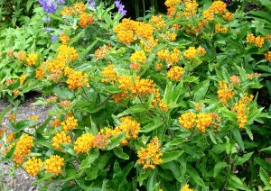 butterfly.weed2