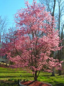 Okame Cherry tree in bloom; 4/2/06 Pennsylvania