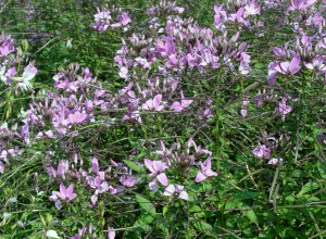 cleome.senorita.rosalita2