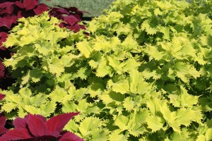 coleus.Wasabi