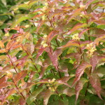 The Best New Trees and Shrubs of 2016
