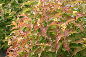 Bush honeysuckle Kodiak Orange in fall Credit: Proven Winners