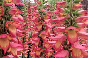 Digiplexis Illumination Flame Credit: American Garden Awards