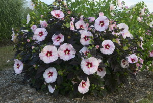 Hibiscus Summerific Perfect Storm Credit: Walters Gardens