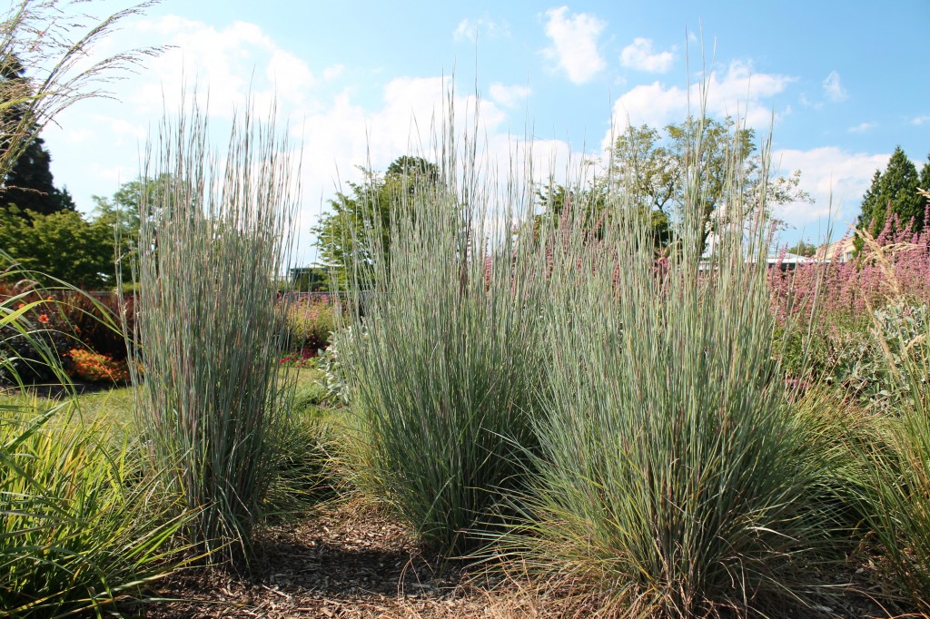 Little Bluestem Garden Housecalls