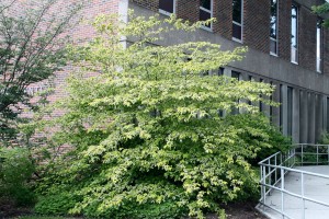 Pagoda dogwood Golden Shadows
