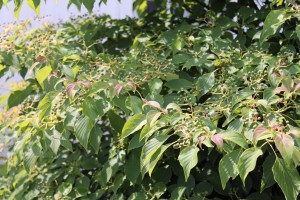 Fruits forming on pagoda dogwood.