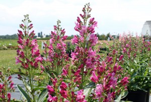 Penstemon Pink Rock Candy