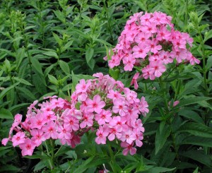 phlox.shortwood