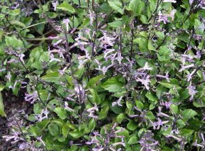 plectranthus.mona.lavender