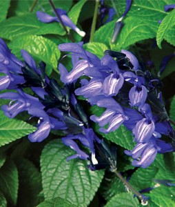 Salvia 'Black and Bloom'