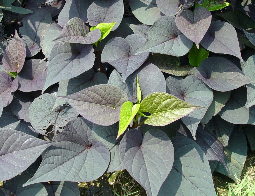 Black Heart Sweet Potato Vine