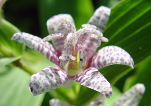 Closeup of toad lily flower.