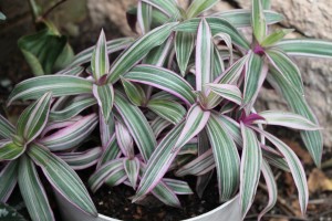 Variegated moses in a cradle.