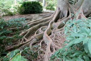 The panel-like roots of the Moreton Bay fig at Selby Gardens.