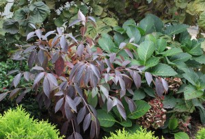 Dogwood Red Rover's fall foliage Credit: Proven Winners