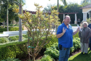 Hollis Gardens gardener Stacy Smith shows us the $30,000 frankincense tree.