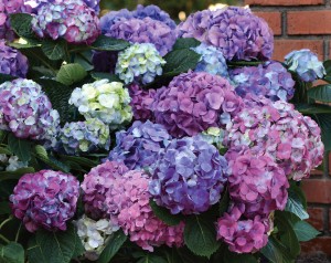 Hydrangea L.A. Dreamin' Credit: Ball Ornamentals