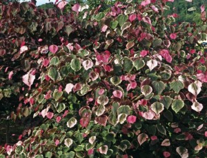 Redbud Carolina Sweetheart Credit: Star Roses and Plants