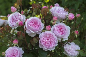 'Olivia Rose Austin' Credit: David Austin Roses