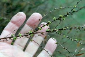 Live leaf buds are showing already on this spirea.