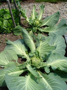 Groundhogs usually don't mess with the cabbage yet. This kind of damage is out of sight and out of mind now.