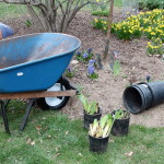 Musical Chairs – The Plant Version