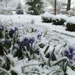 Winter Comes to Spring