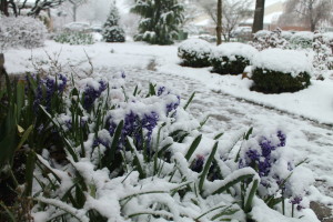 Just when our hyacinths and gardens thought it was spring, look what we got on Saturday.