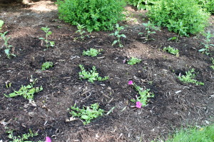 These newly planted petunias are just sitting there sulking in an unusually cool, wet May.