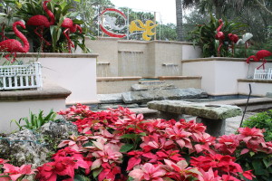 Poinsettias are used as a landscape plant in Florida. This is at the Florida Botanical Gardens near St. Petersburg.