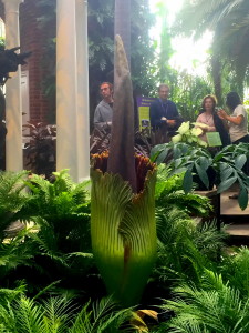 Romero in peak, erect, and full-odor form. Credit: Phipps Conservatory
