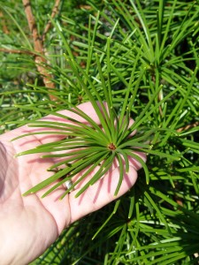 The unusual thick needles of Japanese umbrella pine.