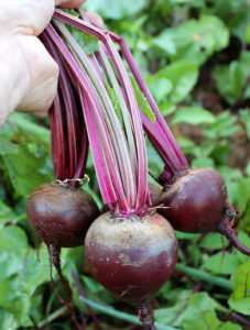 Don't let beets get too big or they'll start to get "woody."