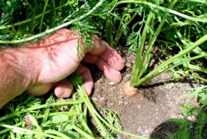 Pull a little soil away from the carrot shoulders to gauge size.