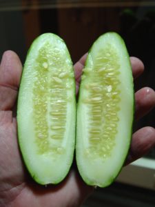 Cucumber seeds are smaller and much more tender when you pick fruits before full size.