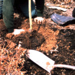 Can You Plant in Summer?