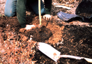 Both container-grown and balled-and-burlapped trees can be planted in summer.