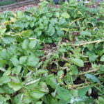 When to Harvest Those Vegetables