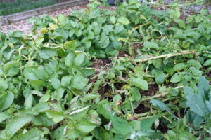 Theses potatoes are flopping and starting to yellow -- signs that "new" potatoes are ready and full harvest is nearing.