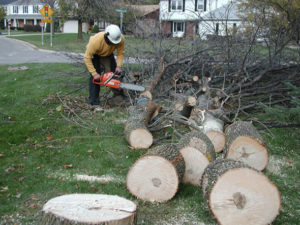 This is happening to ash trees all over the eastern and central United States, thanks to the emerald ash borer. Credit: www.emeraldashborer.info