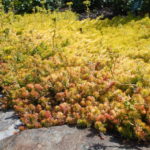 Gold Medal Plants for 2017