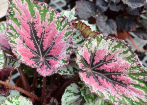 Houseplants aren't all plain-Jane green. Check out this Rex begonia.