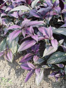Persian shield is my favorite in-and-out tropical.